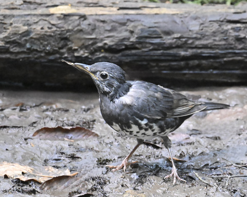 マミジロ♂幼鳥3649