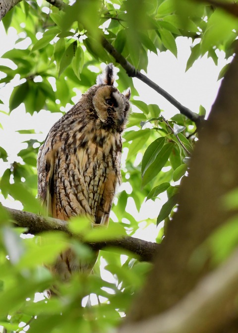 トラフズク♀1017