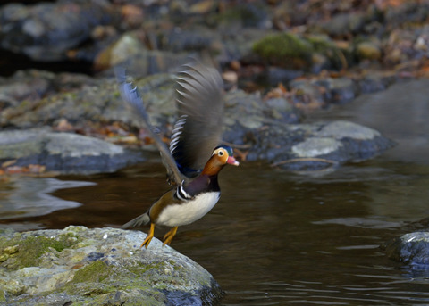 飛ぶ・オシドリ♂9876