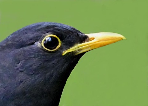 クロツグミ♂1001