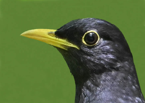 クロツグミ♂0003