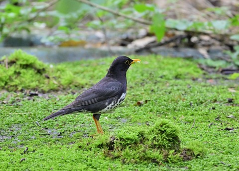 クロツグミ♂1518