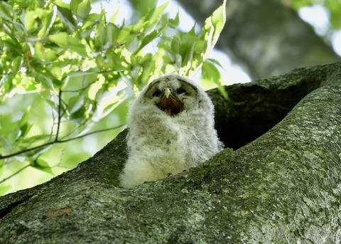 フクロウのヒナ②6258