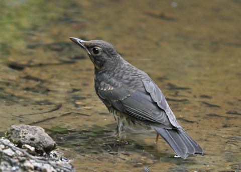 クロツグミ♂幼鳥0398