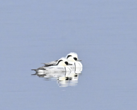 ミコアイサ♂4676