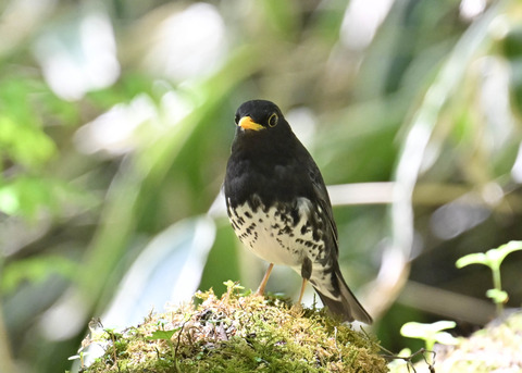 クロツグミ♂5533