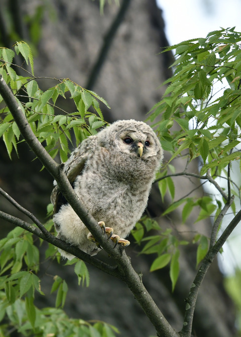 フクロウのヒナ②9621