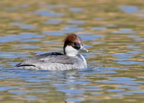 ミコアイサ♀3353