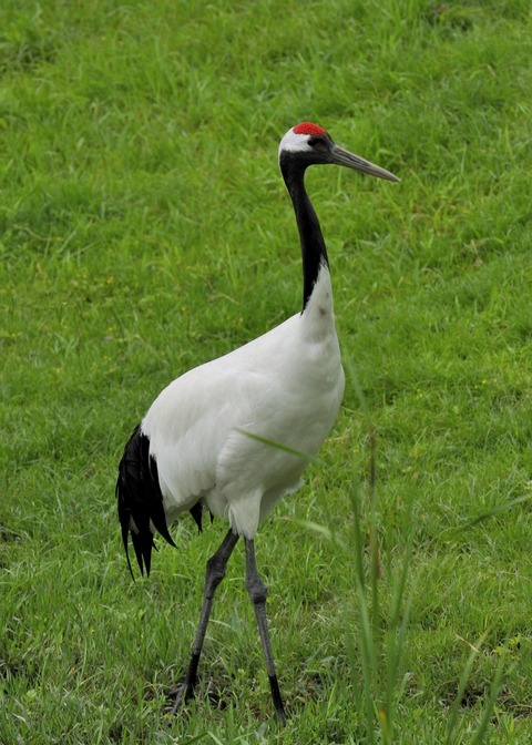 タンチョウヅルの♂・2607