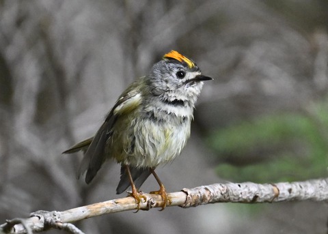 キクイタダキ♂2232