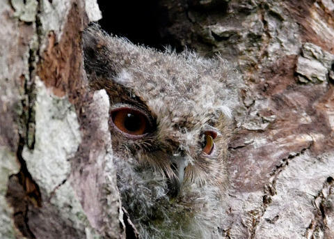 オオコノハズクのヒナ0540