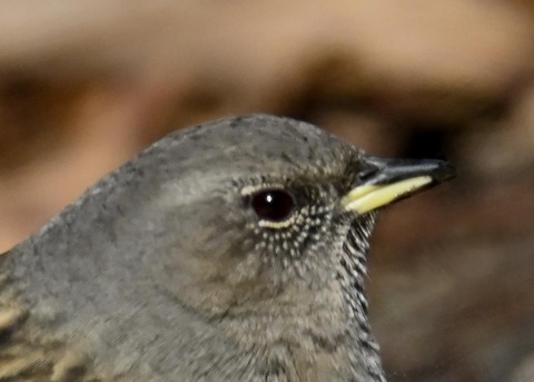 イワヒバリ2001(2097)