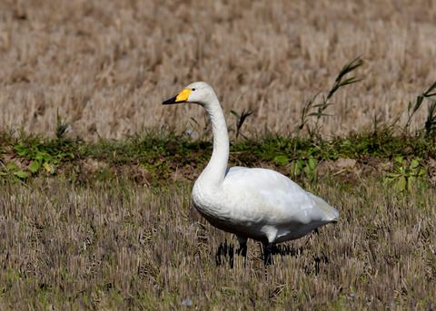 オオハクチョウ4416