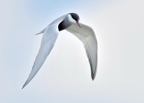 クロハラアジサシ9445