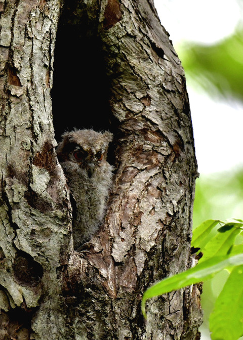 オオコノハズクのヒナ8216