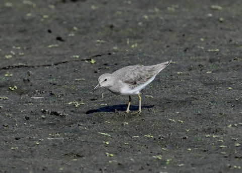 オジロトウネン5009