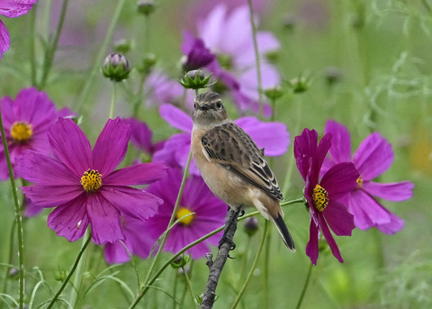 ノビタキ♀0779