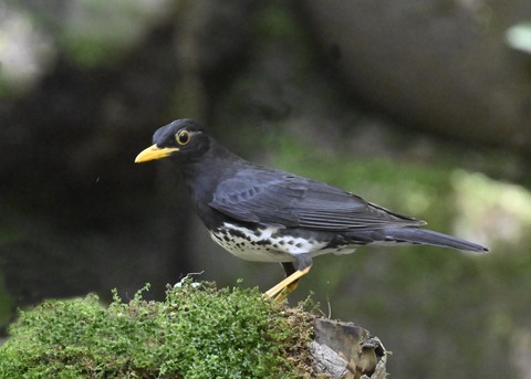 クロツグミ♂5486