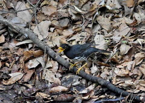 クロツグミ♂5451