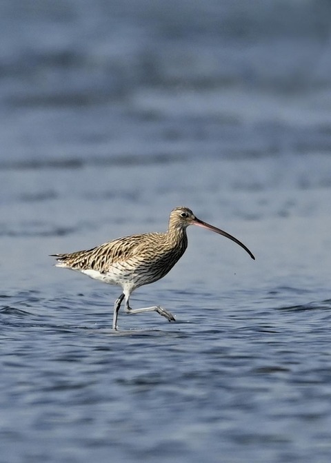 ダイシャクシギ0124