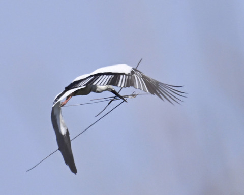 巣材運ぶコウノトリ8258