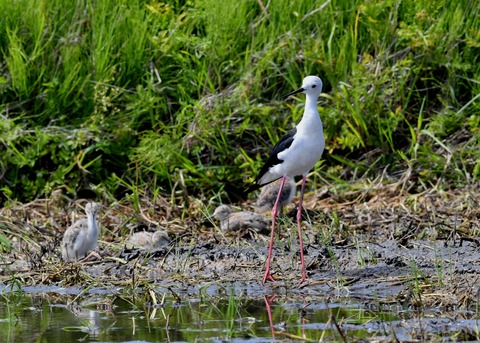 セイタカシギのヒナ①②③④5429