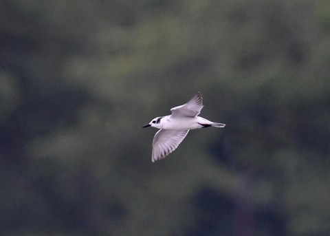 クロハラアジサシ2764