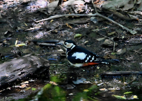 アカゲラ♀6676