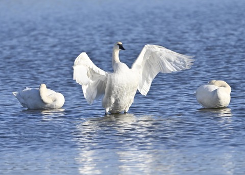 アメリカコハクチョウ8754