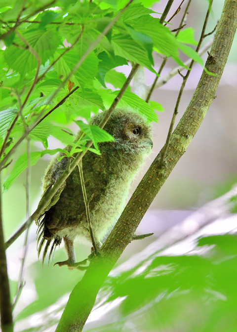 オオコノハズクのヒナ③4253