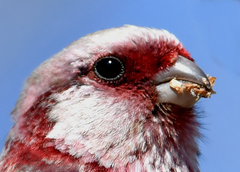 ベニマシコ♂1886-01