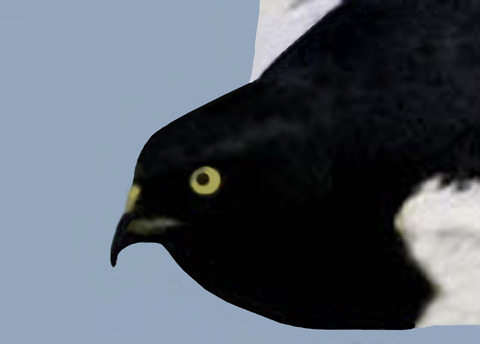 マダラチュウヒ♂2001