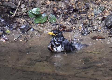 クロツグミ♂3360