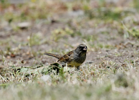 シベリアアオジ♂7180