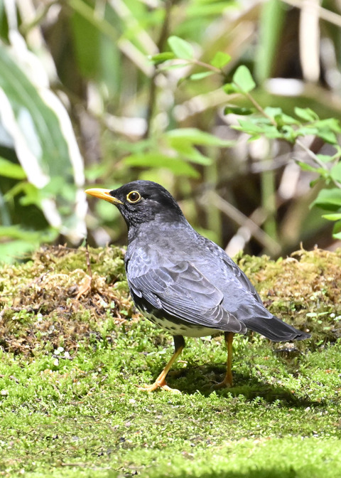 クロツグミ♂2920