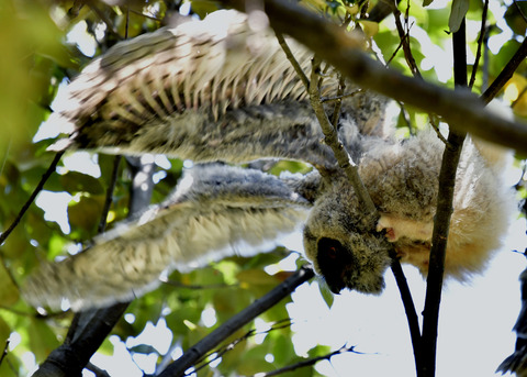 トラフズクのヒナ0202