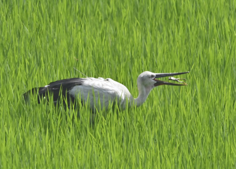 コウノトリ♂(ひかる)1066