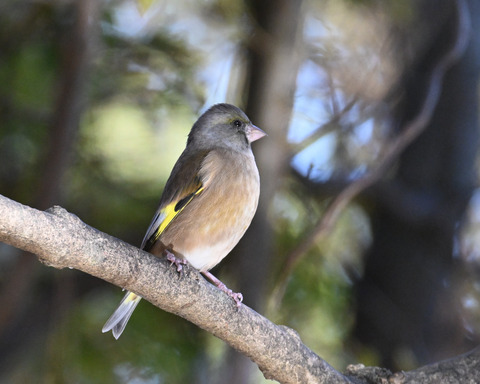 オオカワラヒワ7530