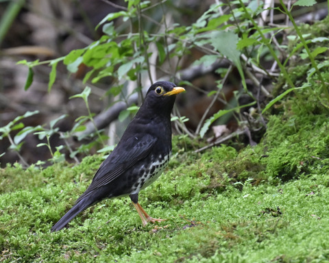 クロツグミ♂5756