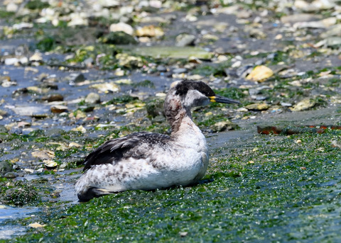 ｱｶｴﾘｶｲﾂﾌﾞﾘ7568