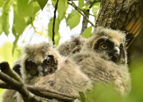 トラフズクのヒナ1138