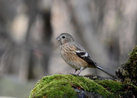 ベニマシコ♀0068