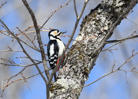 アカゲラ♀3981