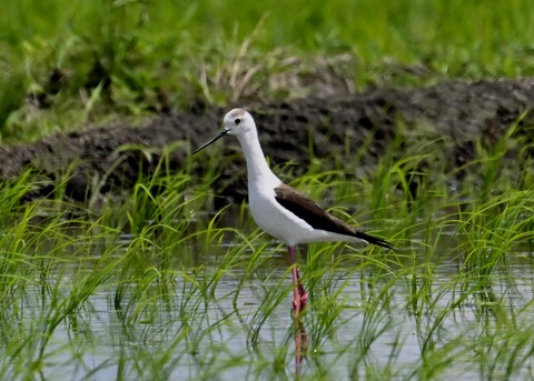 セイタカシギ9272