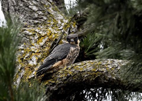 ハヤブサのヒナ①3692