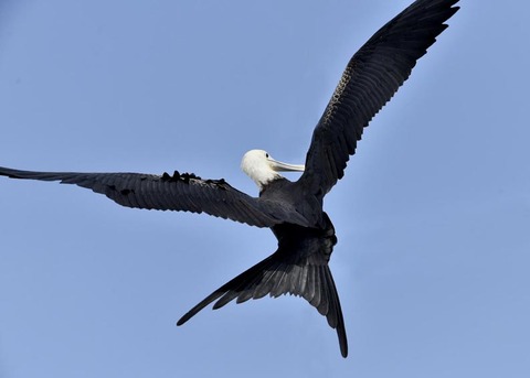 オオグンカンドリB3955