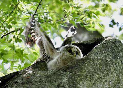 フクロウのヒナ②5581