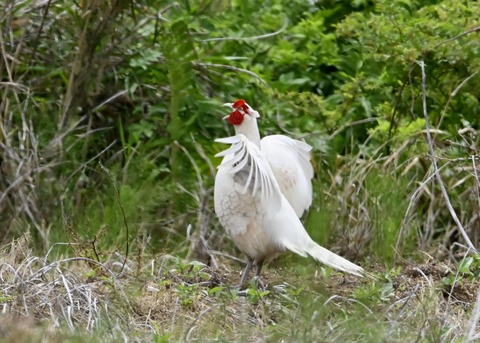 キジ♂白化0940