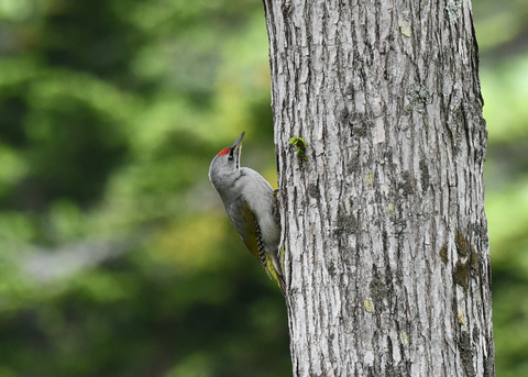 ヤマゲラ1512
