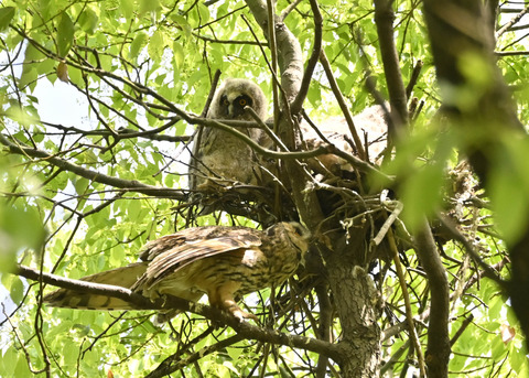 トラフズク♀2685